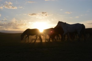 Die Pferde laufen durch den Sonnenuntergang