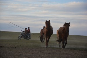 Auf Motorrädern treiben dei Mänenr die Pferde zusammen