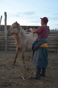 Es war ein Kampf, den der hengst verloren hat. Er soll nach Ulaanbaatar verkauft werden