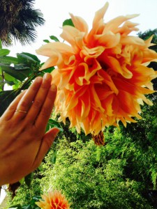 Dahlien größer als meine Hand