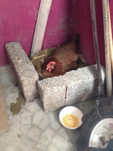 Jep, eindeutig ein lebendes Huhn...