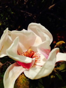 Wunderschöne Magnolien-Bäume wachsen hier
