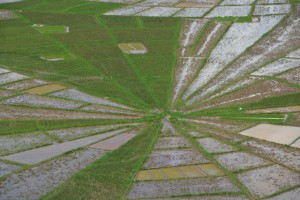 Beeindruckend: Das Spinnennetz-Reisfeld