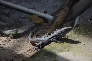 Unser kleiner Hotel-Leguan. "Scharfe Zähne", warnt ein Angestellter