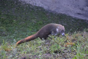 Ich gebe zu: Keine Ahnung, wie diese Dschungel-Ratte heißt