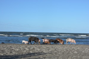 Eine Schweine-Familie am Strand von Santa Domingo 