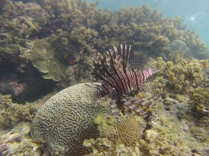 Giftig! Der pazifischer Rotfeuerfisch gehört zu den Skorpionsfischen