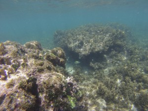 Das Riff vor dem Strand von Punta Uva