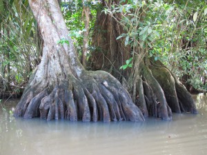 Wunderschön wie sich die Bäume mit ihren Brettwurzeln aus den Lagunen erheben