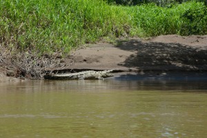 Kroko: Kaum am Fluss, zeigt sich das Tier