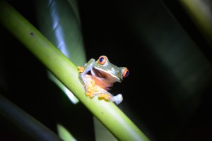 Rote Augen, starrer Blick: Dieser Frosch sitzt  im Garten der Öko-Lodge