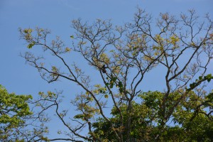 Hoch oben im Baum: ein Faultier 