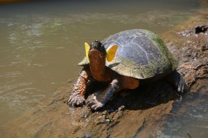 Dschungel verleiht Flügel. Zwei Schmetterlinge auf der Kröte auch
