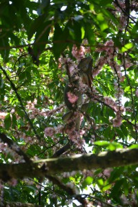 Vom Buffet aus zu sehen: ein Leguan im Baum