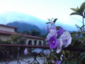 Blume vor Bergen