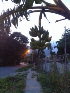 Bananen-Stauden am Abend