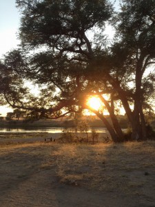 Die Affenfamilie schaut sich den Sonnenaufgang an