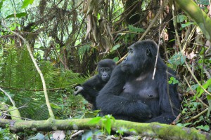Das Gorilla-Baby klammert sich an die Mama 