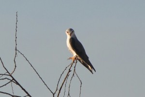Ein Adler auf dem Baum 