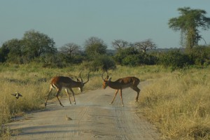 Impalas kämpfen mitten auf dem Weg 