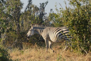 Neben dem Auto: ein Zebra