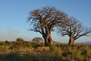 Baobabs