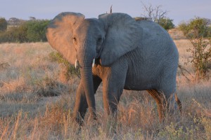 Gefährlich nah: ein Elefant 