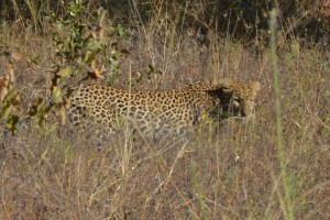 Schnell Fenster zu: ein Gepard 